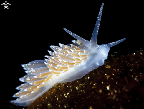 A Coryphella verrucosa | Nudibranch