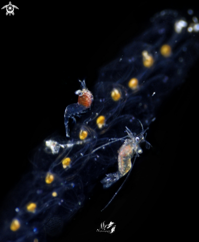 A Salp with two Shrimps