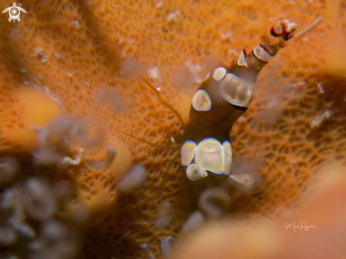 A Squat Anemone Shrimp