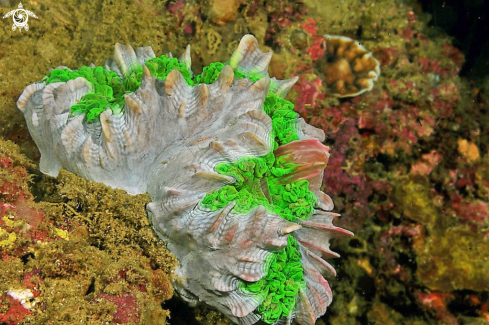 A stony coral