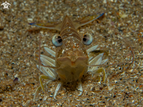 A Penaeus kerathurus | Caramote Prawn