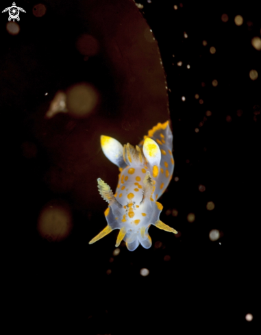 A Polycera quadrilineata | Polycera quadrilineata