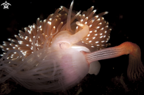 A Facelina bostoensis | Facelina bostoensis