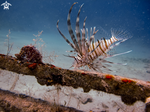 A lion fish