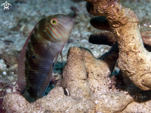 A Green Razorfish