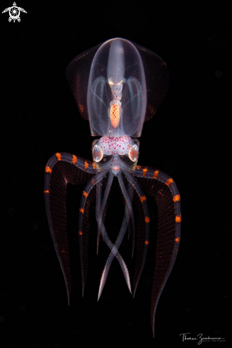 A Diamond squid 