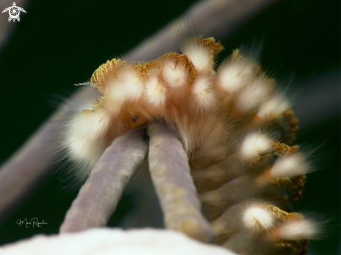 A Hermodice carunculata | Bearded Fireworm