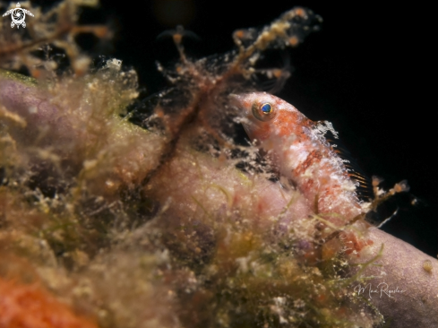 A Postlarval Parrotfish