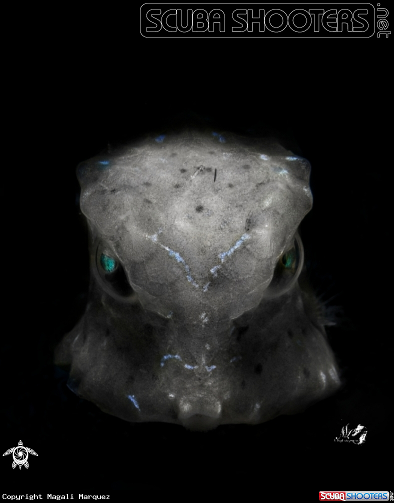 A Juvenile Boxfish 