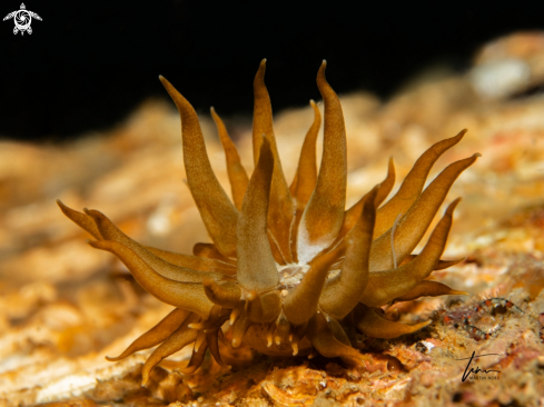 A Striped Actinia