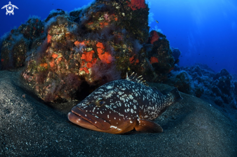 A Dusky Grouper