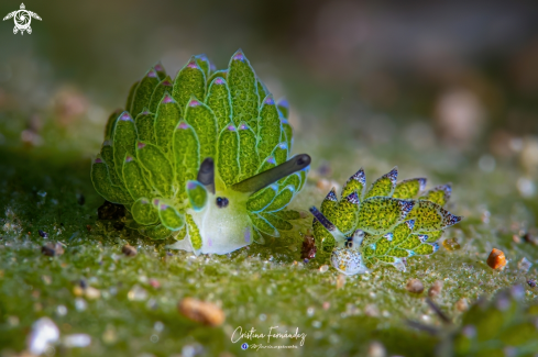 A Costasiella sp. (L) - Costasiella kuroshimae (R) | Nudibranch