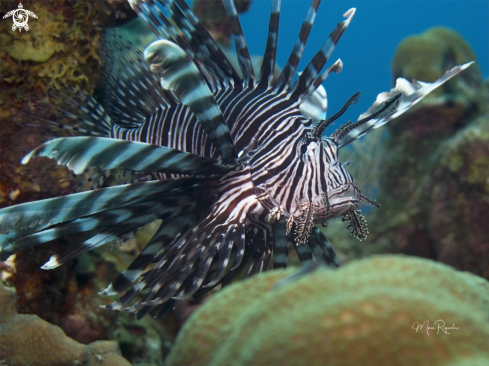 A Volitans Pterois | Lionfish