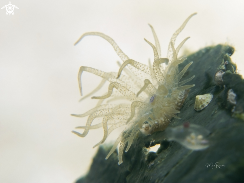 A Viatrix globulifera | Turtle Grass Anemone