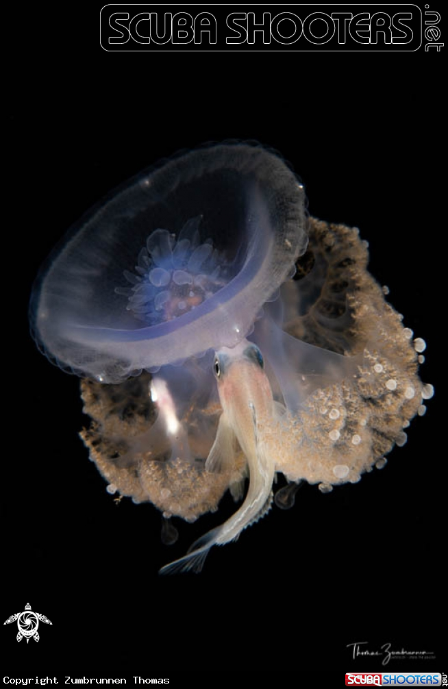 A Jellyfish...