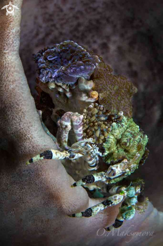 A Corallimorph Decorator Crab  (Cyclocoeloma tuberculata) 