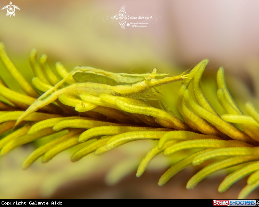 A Yellow Crinoid Shrimp
