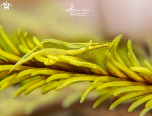 A Yellow Crinoid Shrimp