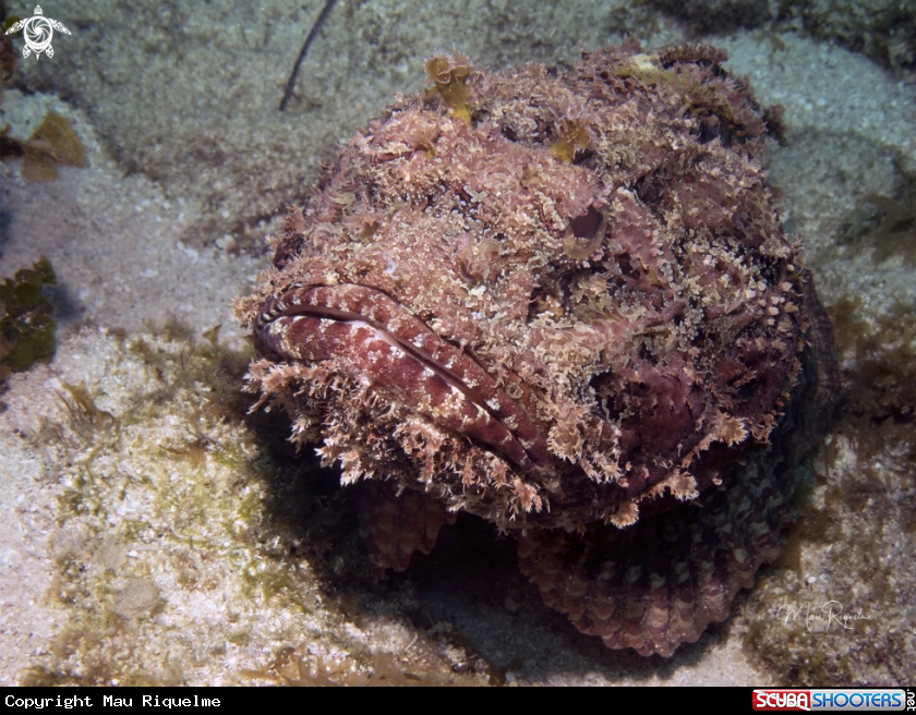 A Spotted Scorpionfish