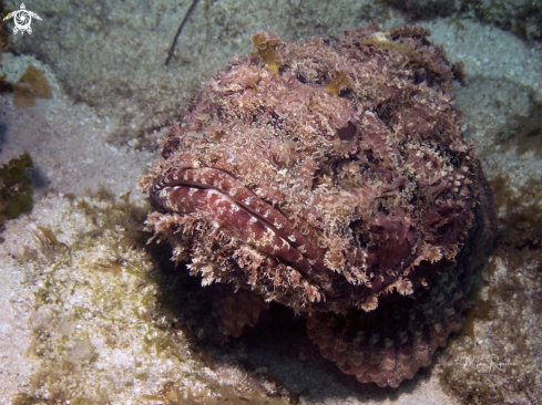 A Spotted Scorpionfish