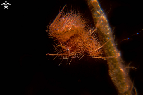 A Phycocaris simulans | Hairy shrimp