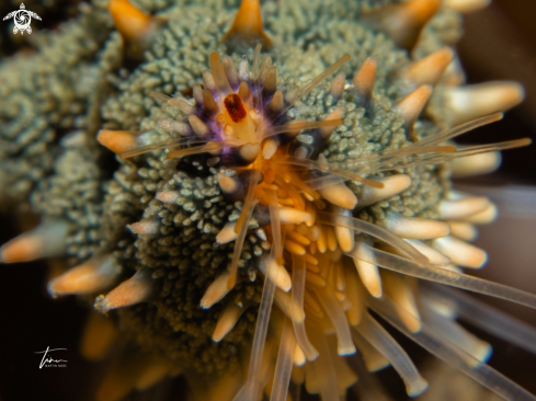 A Spiny Starfish