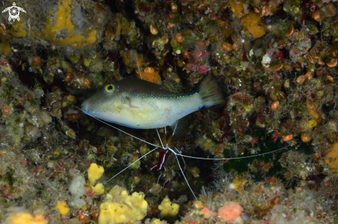 A Canthigaster capistrata and Lysmata grabhami | Gallinita y Lady Escarlata