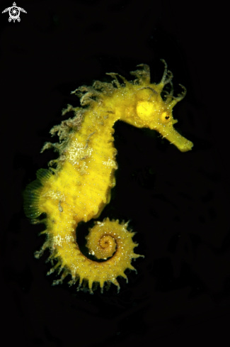 A Seahorse