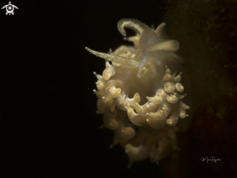 A White-Speckled Nudibranch