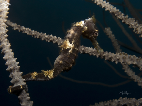 A Hippocampus reidi | Longsnout Seahorse