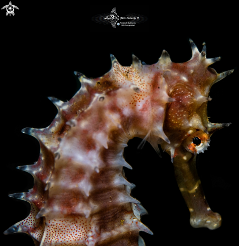 A Thorny Seahorse