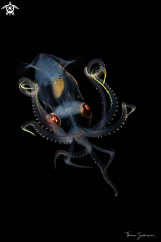 A Sharp eared enope squid 