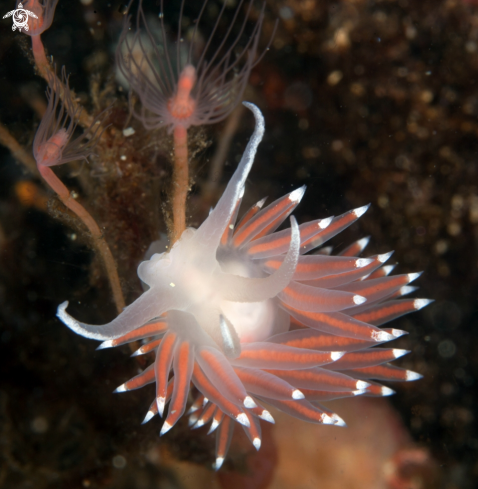 A Coryphella browni | Coryphella browni