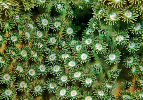 A stony coral