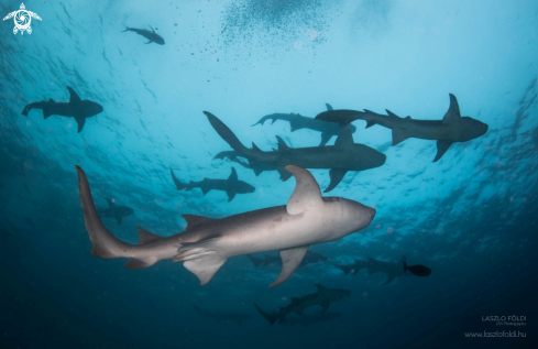 A Nurse Shark 