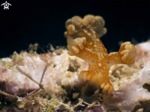 A Bornella calcarata | Tasseled Nudibranch