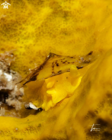 A Tylodina perversa | Yellow Umbrella Slug