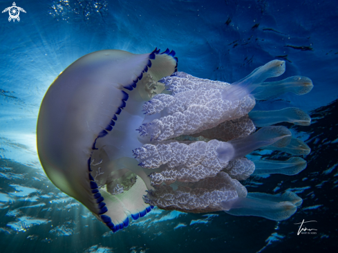 A Rhizostoma pulmo | Barrel Jellyfish