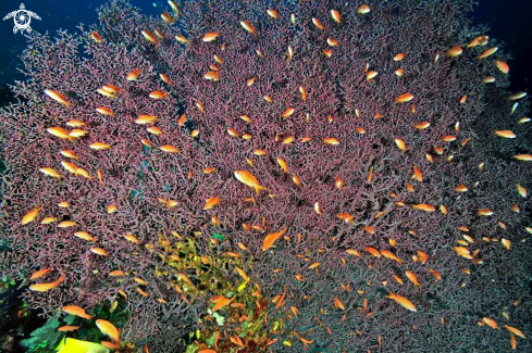 A Gorgonian coral