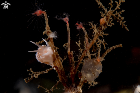 A Chopyrella verrucosa | Chopyrella verrucosa