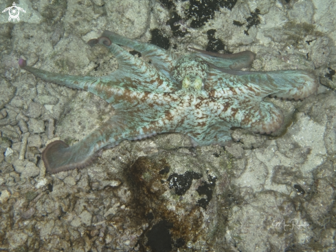 A Caribbean Reef Octopus