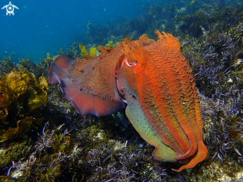 A Sepia apama | Australian giant cuttlefish