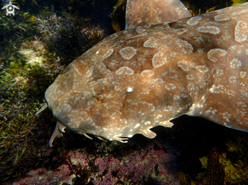 A Orectolobus maculatus | Spotted wobbegong