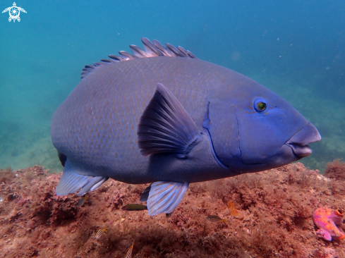 A Achoerodus viridis | Eastern blue groper