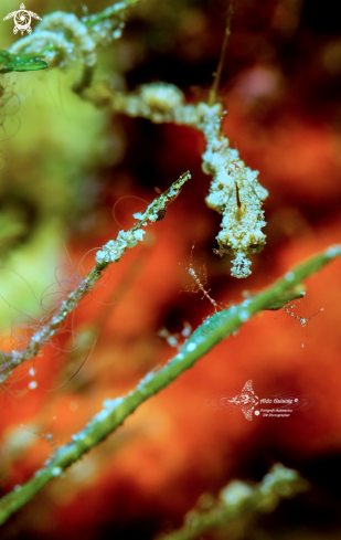 A Lembeh Seadragon - Skeleton Shrimp