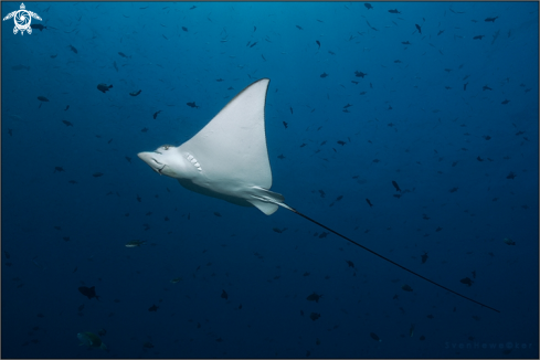 A Aetomylaeus vespertilio | Ornate eagle ray 