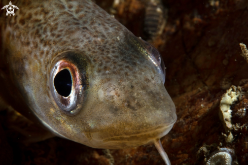 A Gadus morhua | Atlantic cod