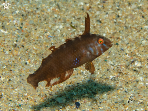 A Xyrichthis novacula | Pearly Razorfish