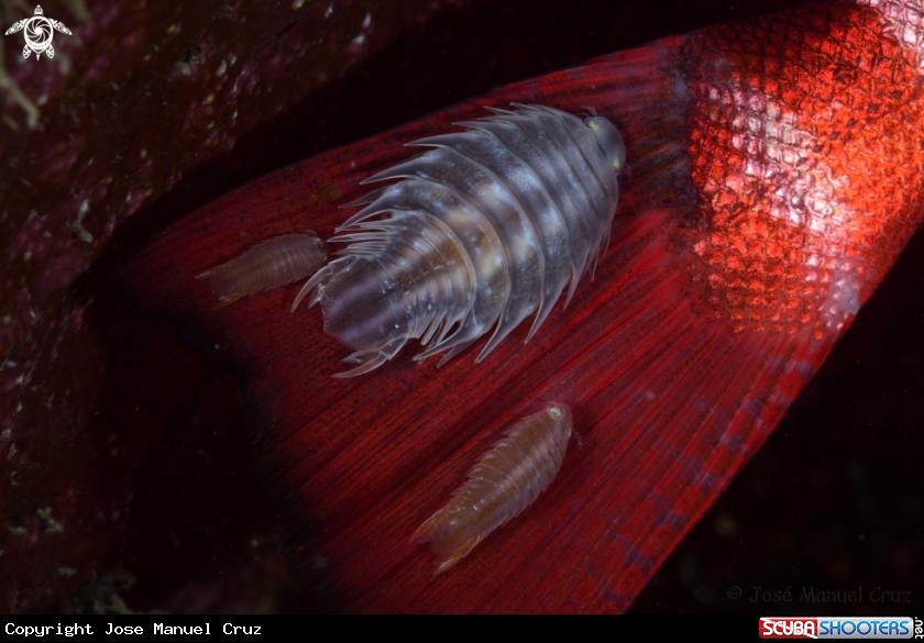 A Isopods