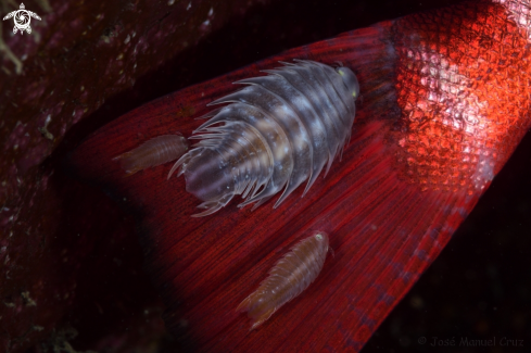 A Isopods